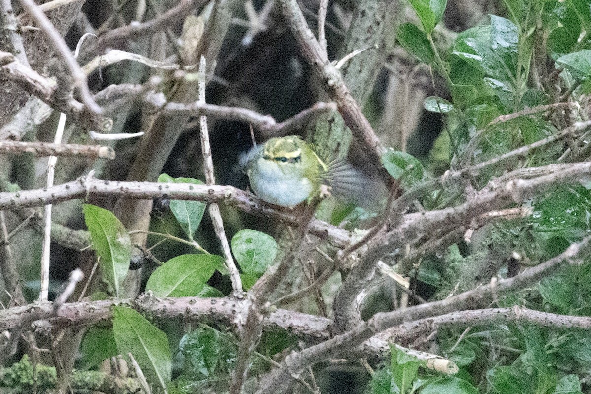 Pallas's Leaf Warbler - ML644762052