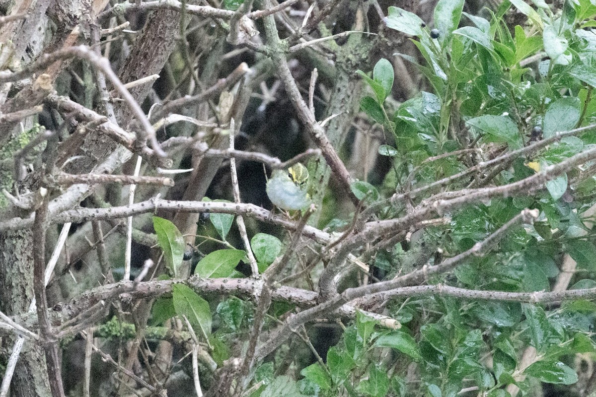 Pallas's Leaf Warbler - ML644762053