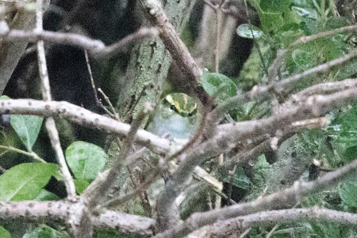 Pallas's Leaf Warbler - ML644762054