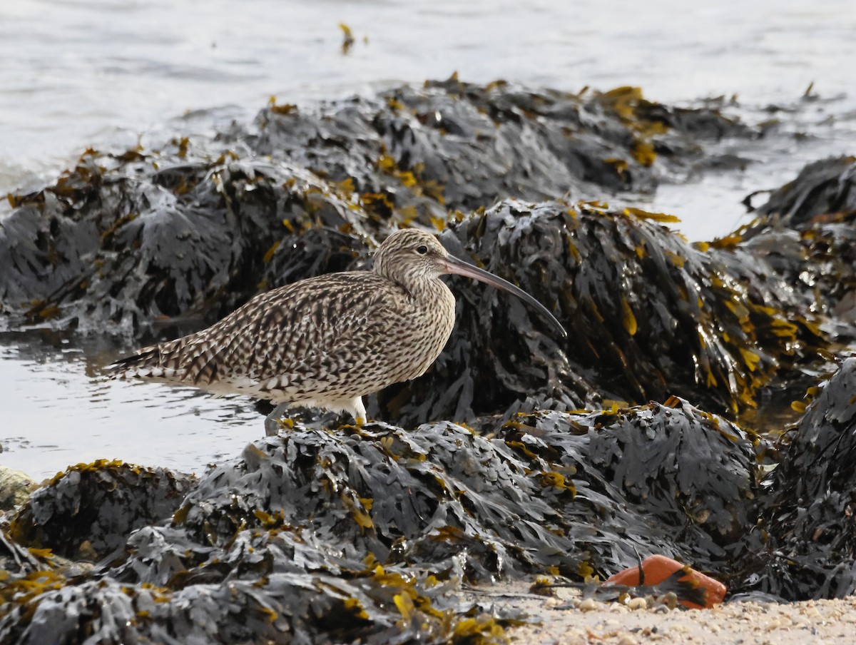 חרמשון גדול - ML644762058