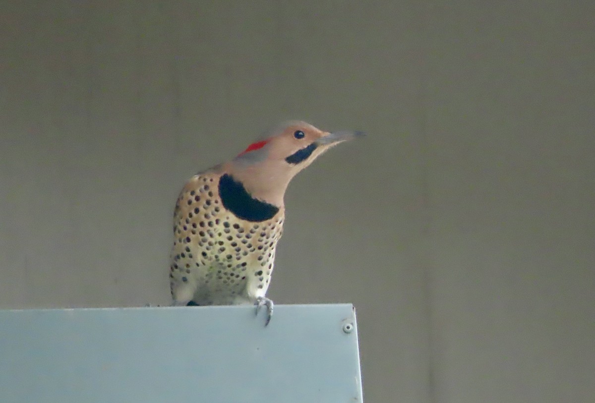 Northern Flicker (Yellow-shafted) - ML644762060