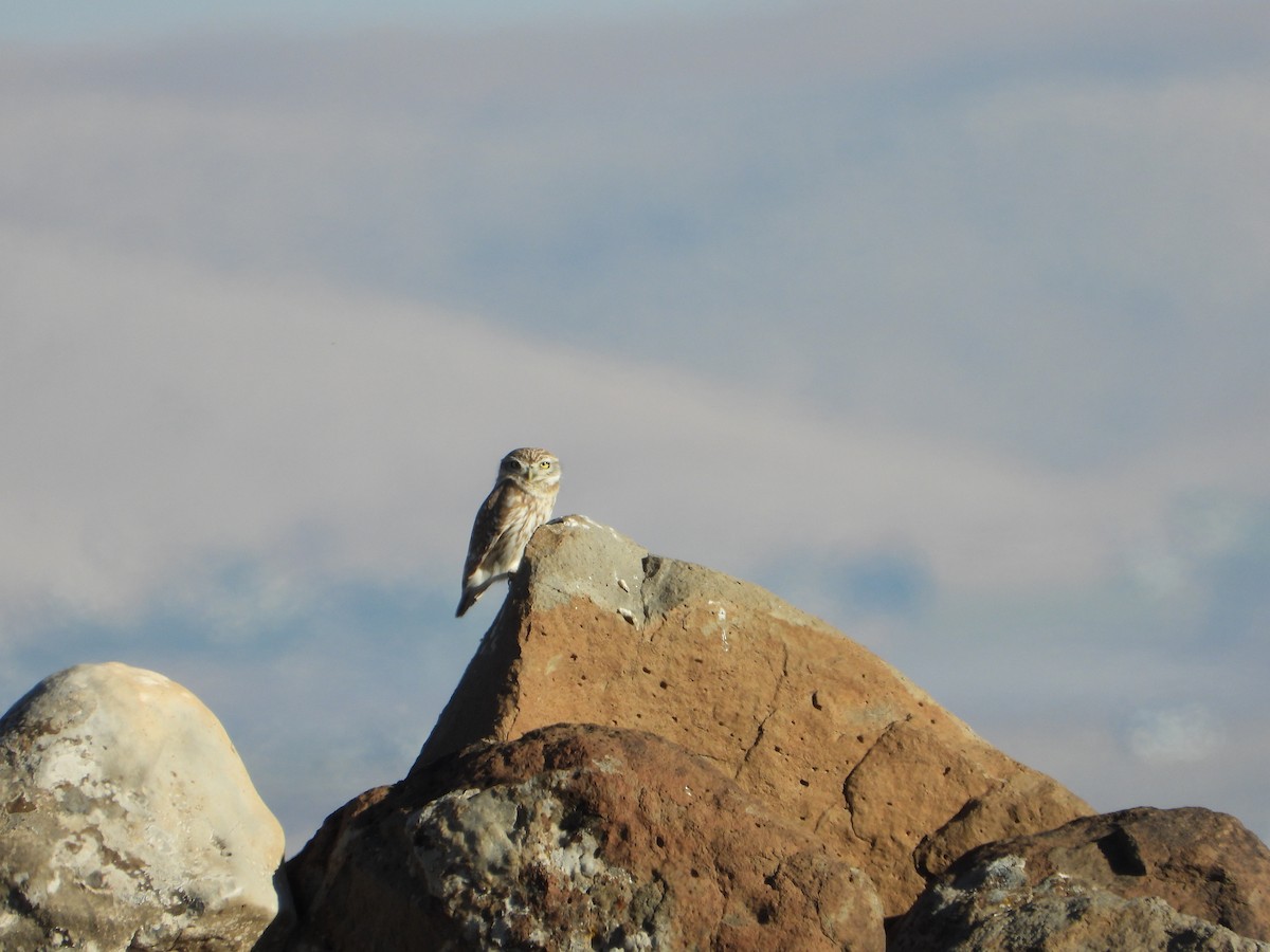 Сич хатній - ML644762088