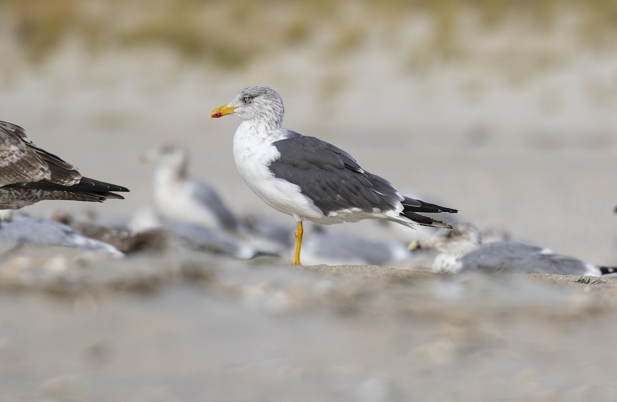 Kara Sırtlı Martı - ML644762098