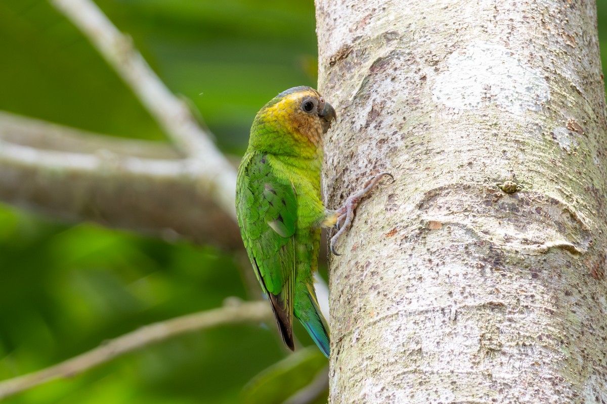 Buff-faced Pygmy-Parrot - ML644762099
