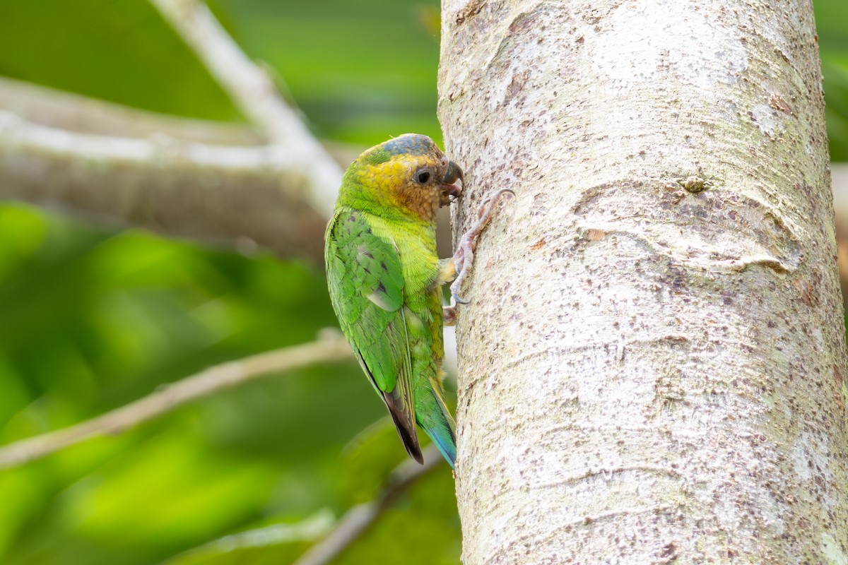 Buff-faced Pygmy-Parrot - ML644762100