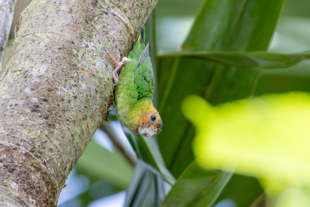 Buff-faced Pygmy-Parrot - ML644762101