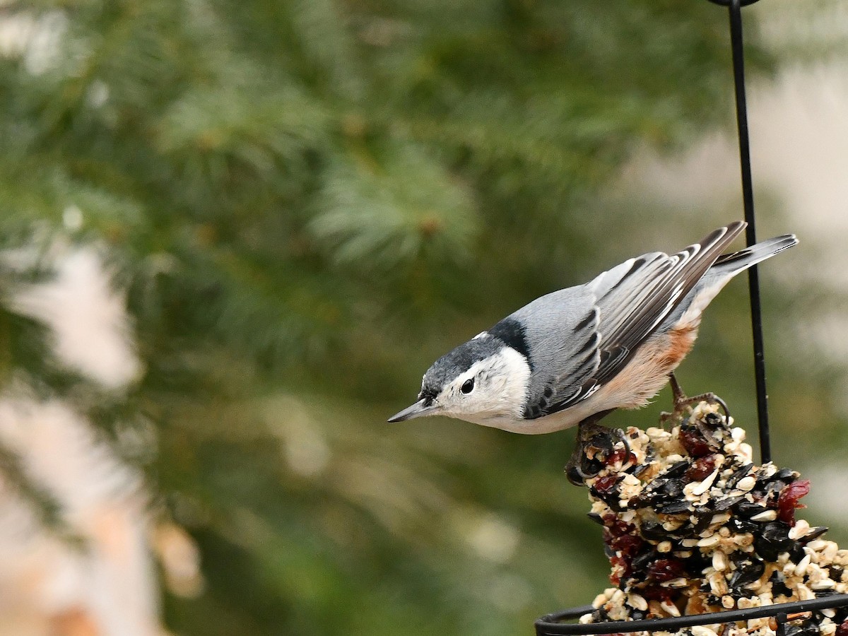 White-breasted Nuthatch - ML644762102