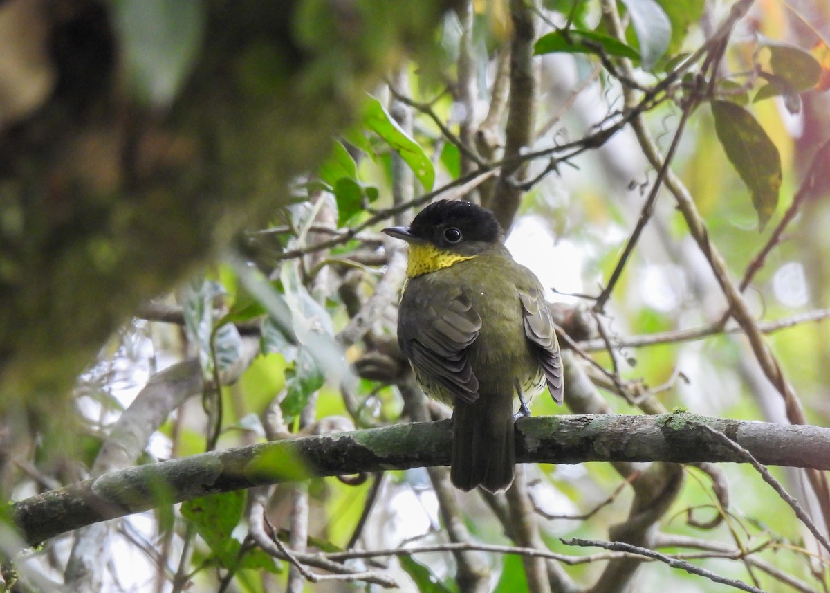 Brazilian Laniisoma - ML644762111