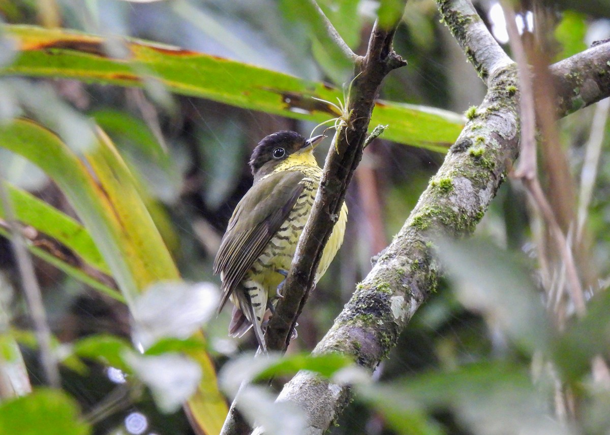 Brazilian Laniisoma - ML644762112