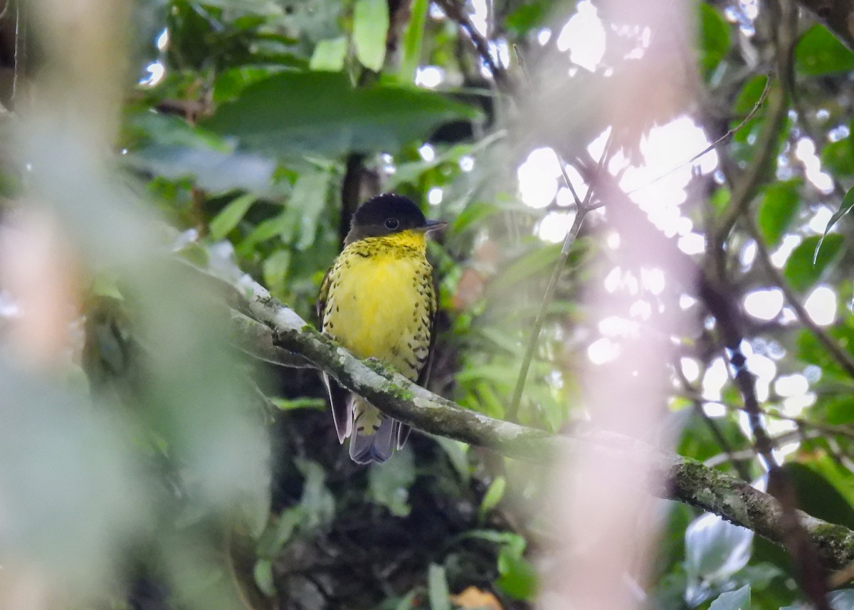 Brazilian Laniisoma - ML644762113