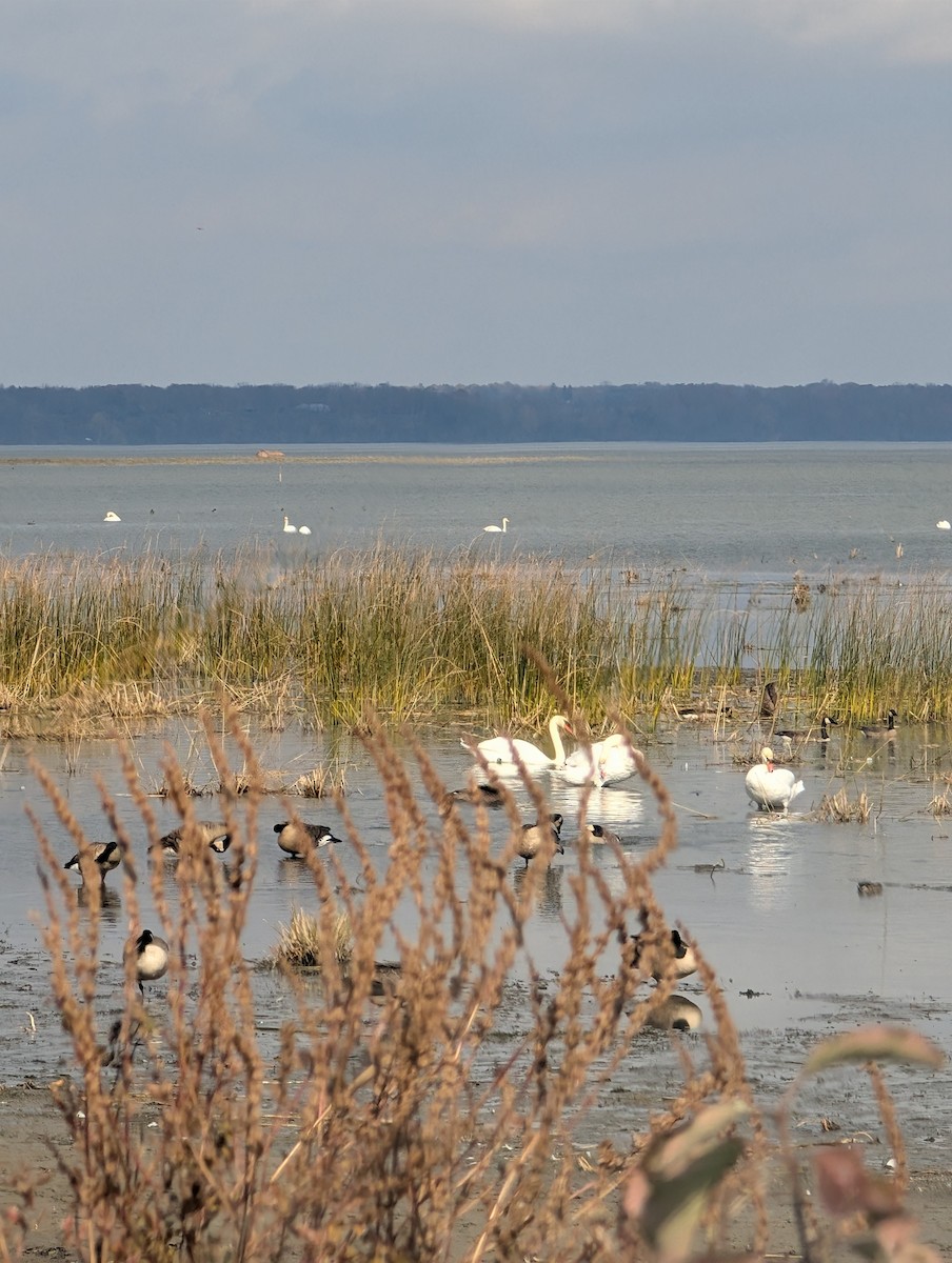 labuť velká - ML644762135