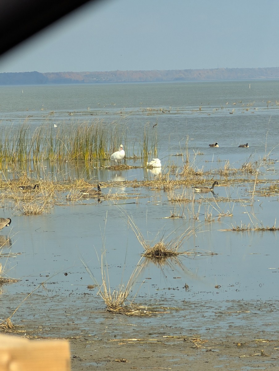 labuť velká - ML644762136