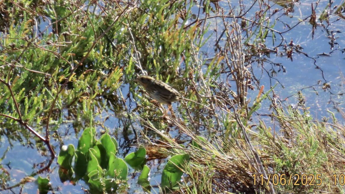 Nelson's Sparrow - ML644762155