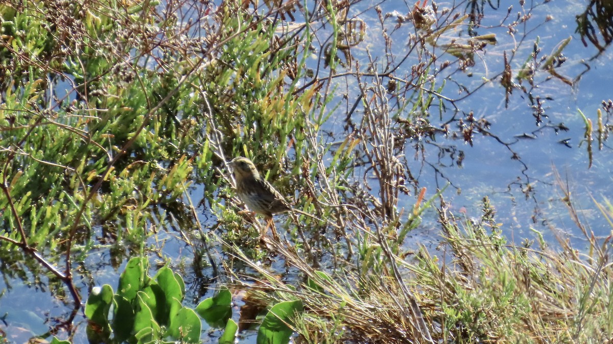 Nelson's Sparrow - ML644762156