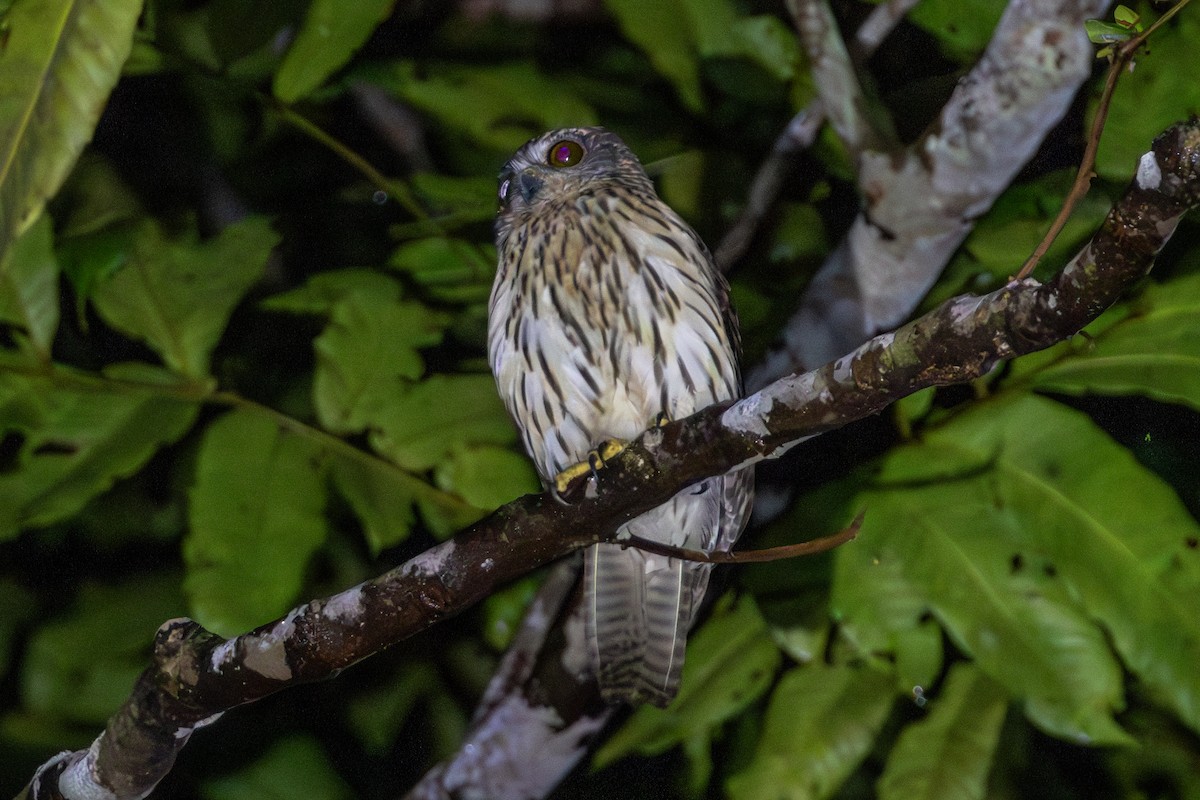 Papuan Owl - ML644762173