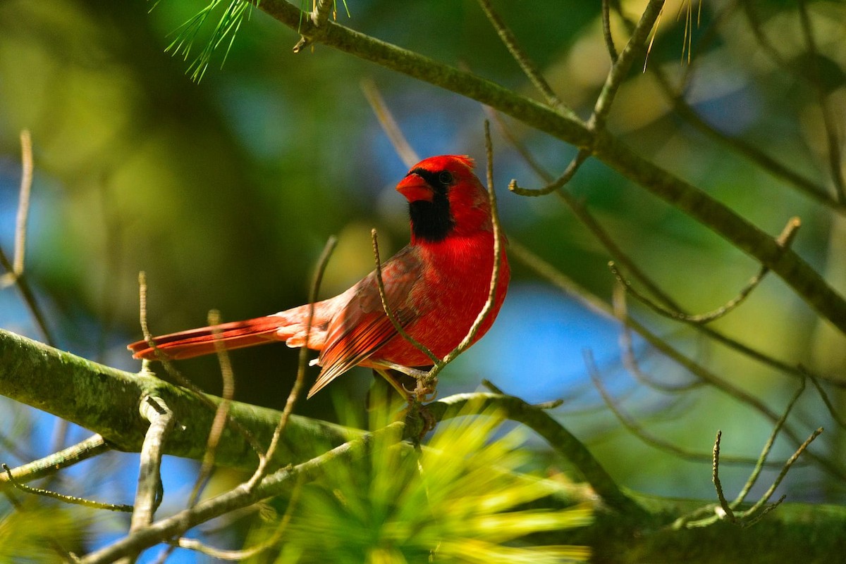 kardinál červený - ML644762197