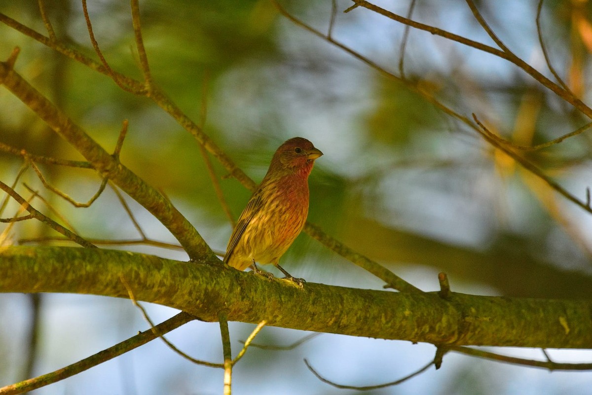 hýl rudoprsý - ML644762207