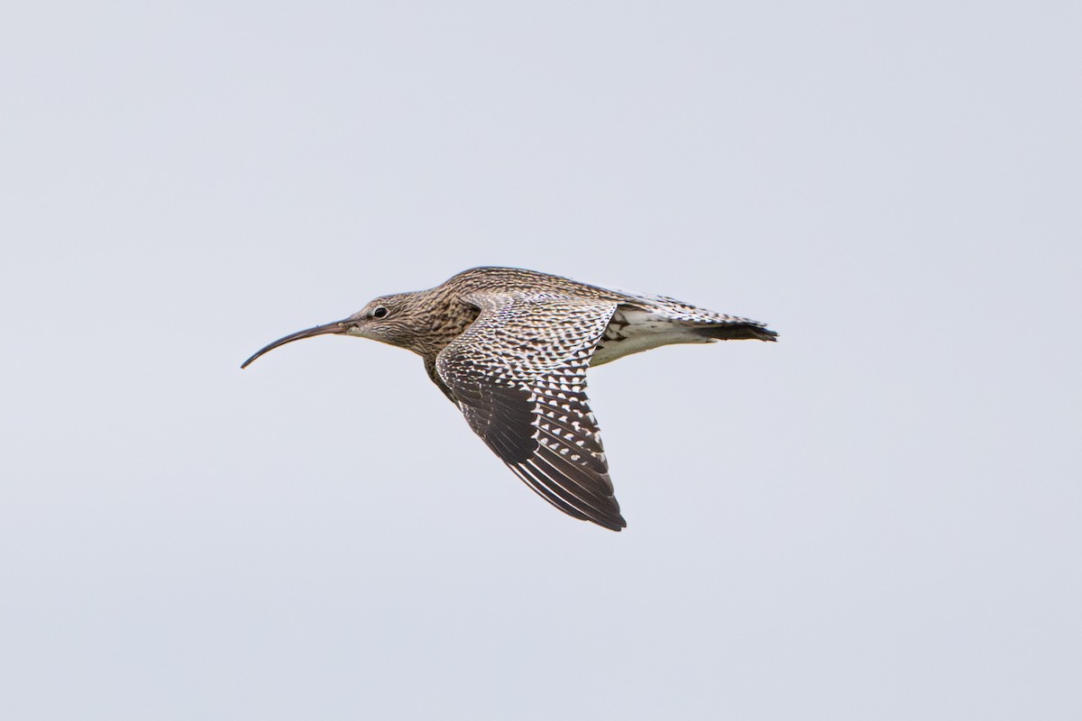 חרמשון גדול - ML644762216