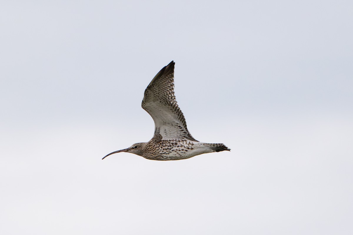 חרמשון גדול - ML644762217