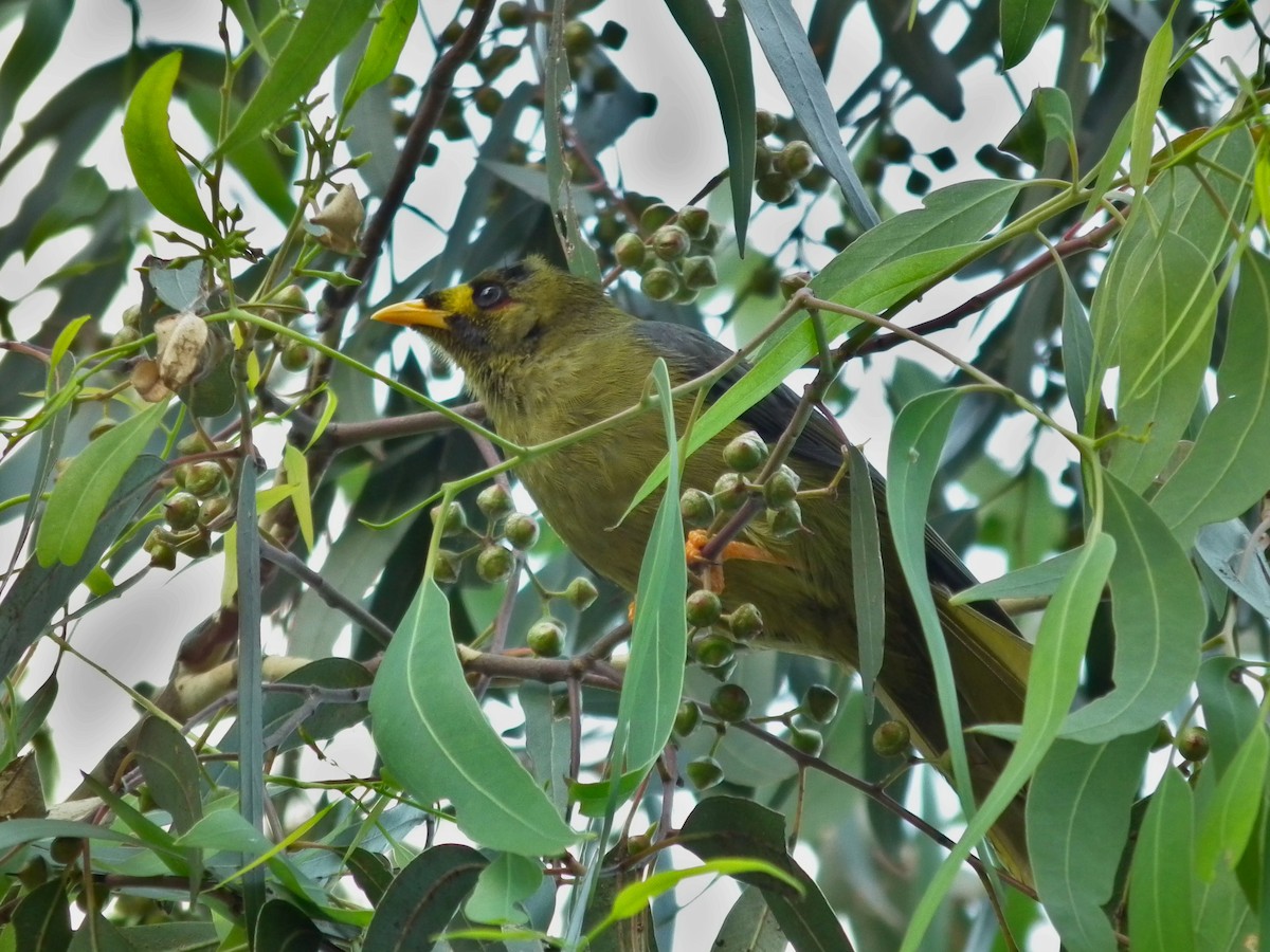 スズミツスイ - ML644762226