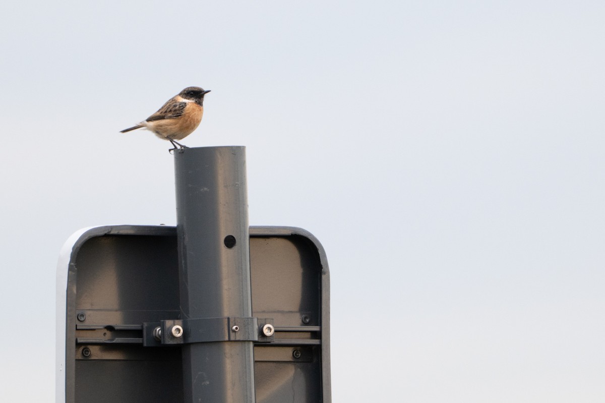 Трав'янка чорноголова - ML644762238