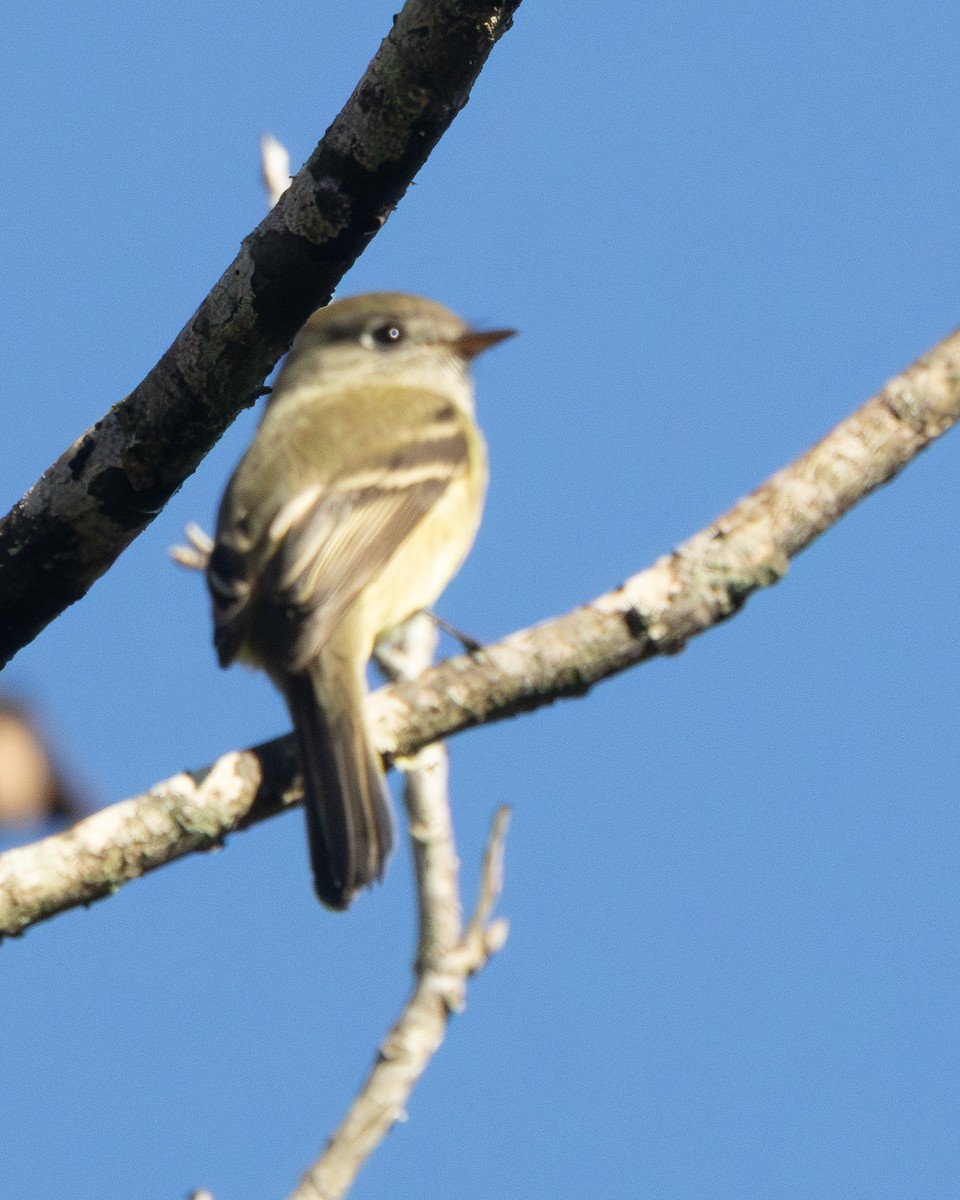 Hammond's Flycatcher - ML644762254