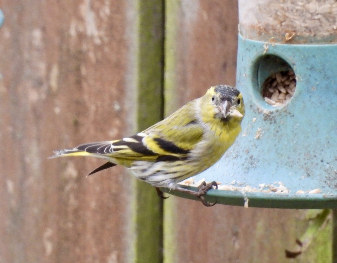 Eurasian Siskin - ML644762255