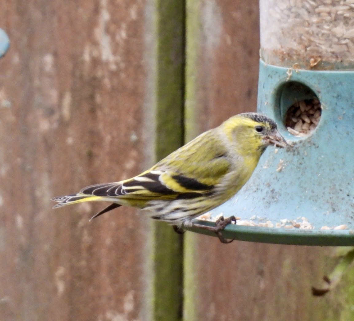 Eurasian Siskin - ML644762256