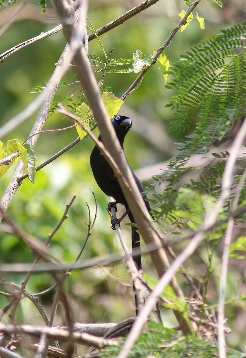 クロラケットオナガ - ML644762257