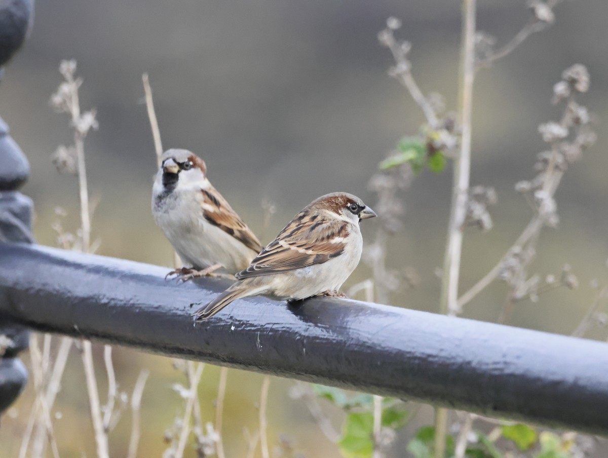 家麻雀 - ML644762261