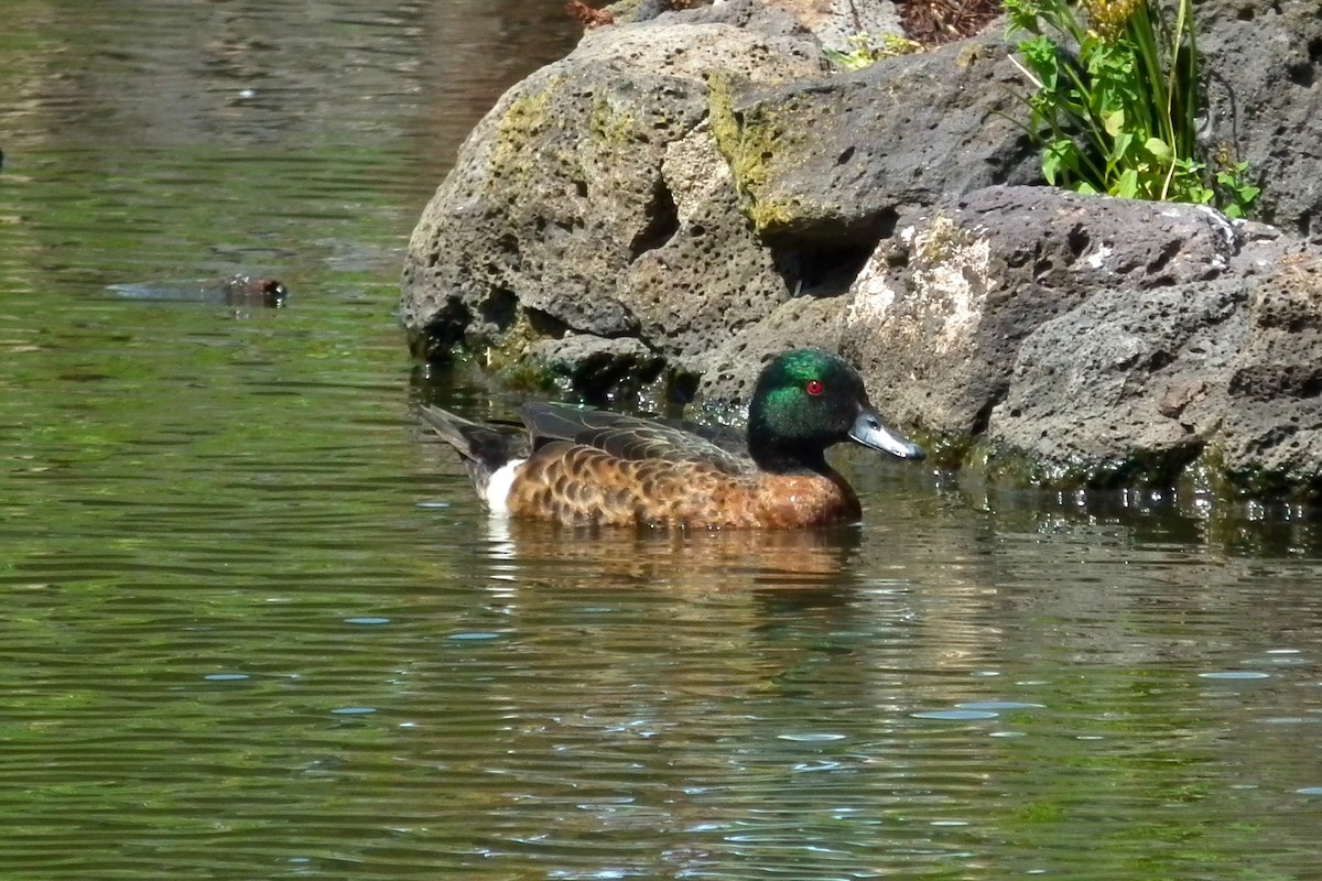 Kızıl Çamurcun - ML644762265