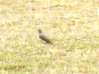 drozd etiopský - ML644762267