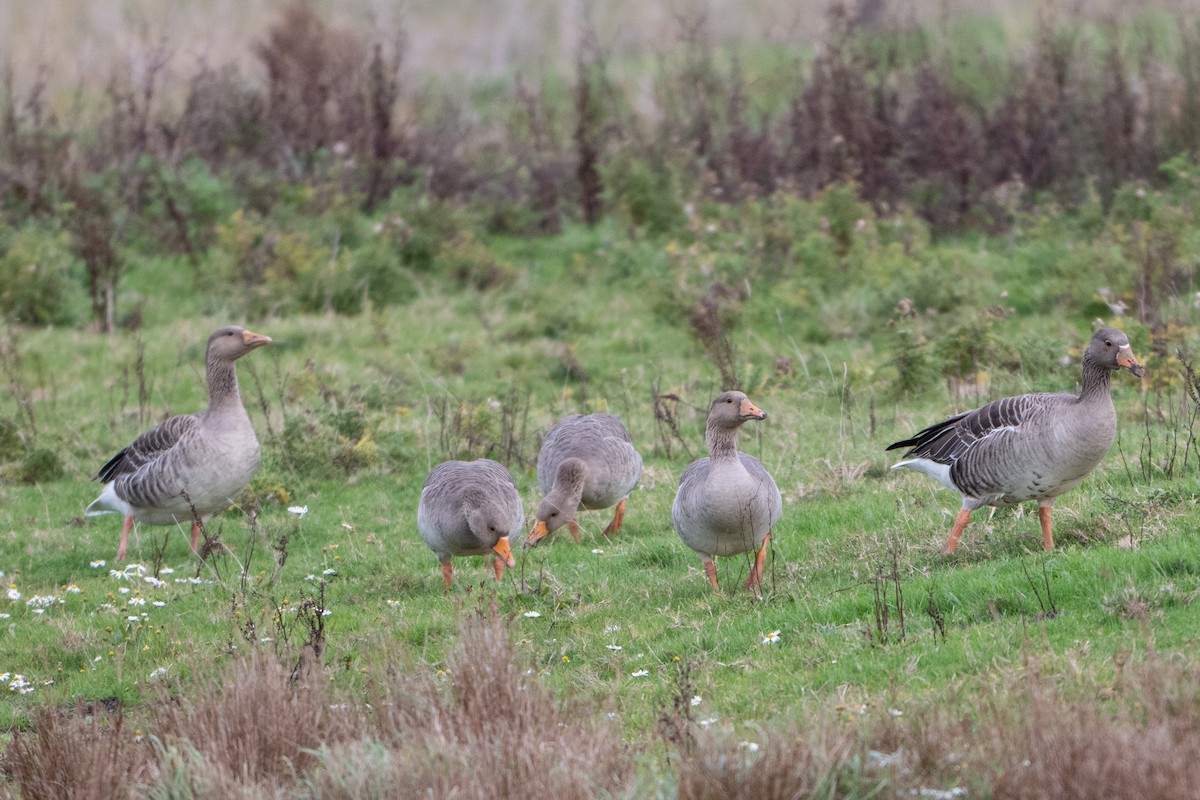 Graylag Goose - ML644762272