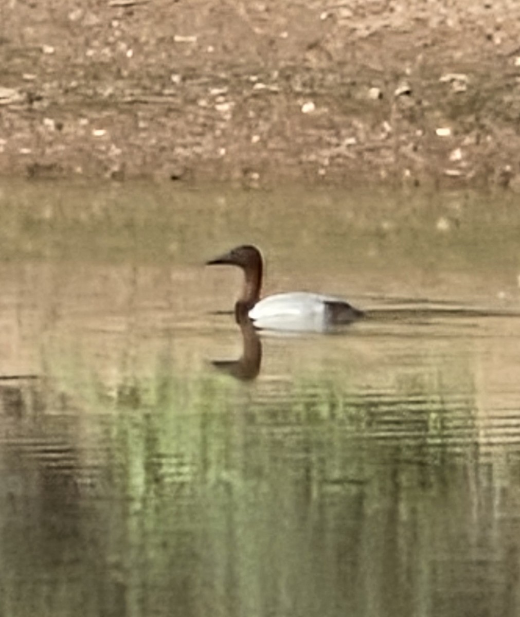 Murgilari bizkarzuria - ML644762283