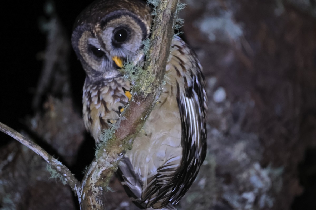 Fulvous Owl - ML644762284