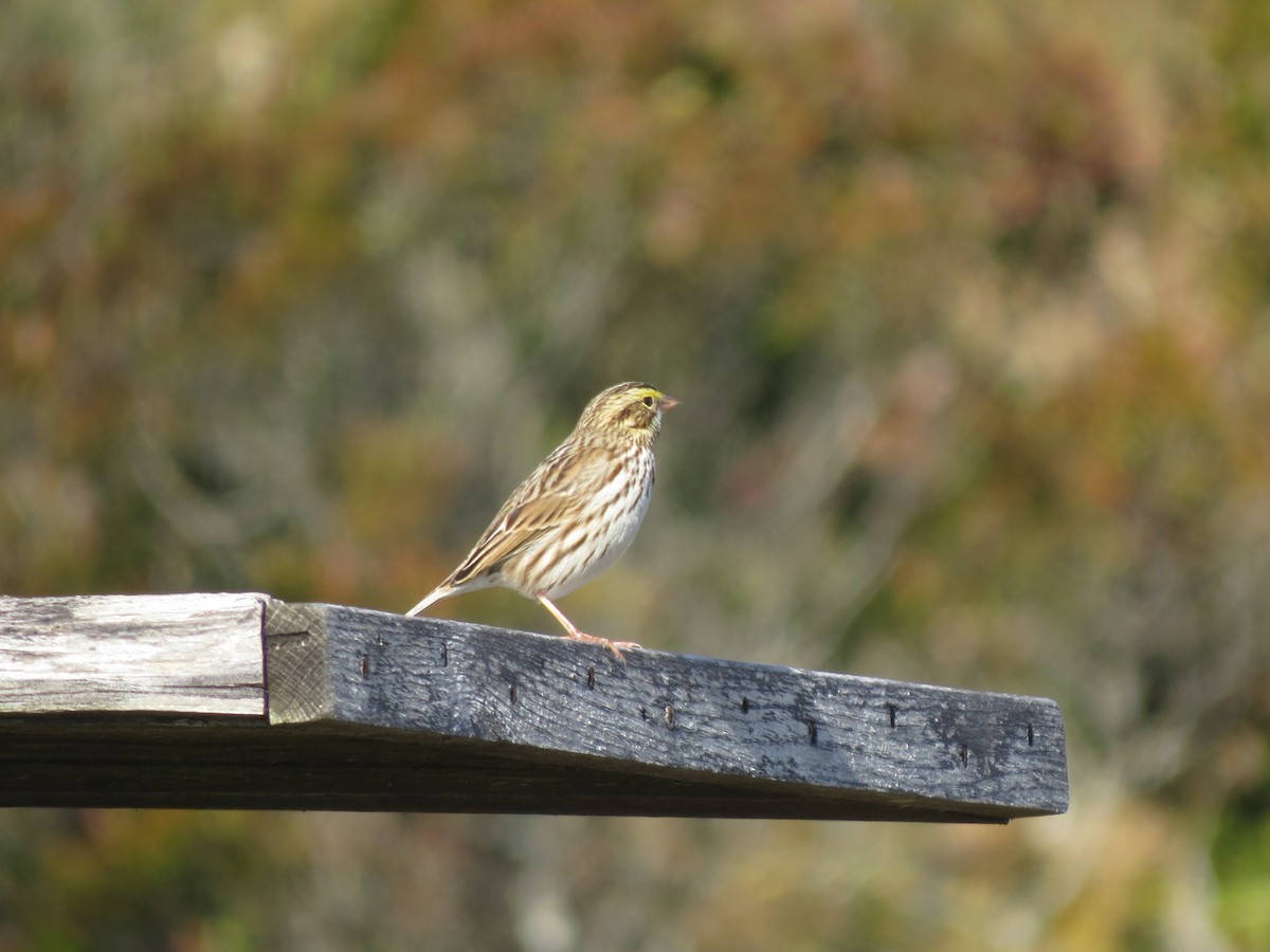 Chingolo Sabanero - ML644762300