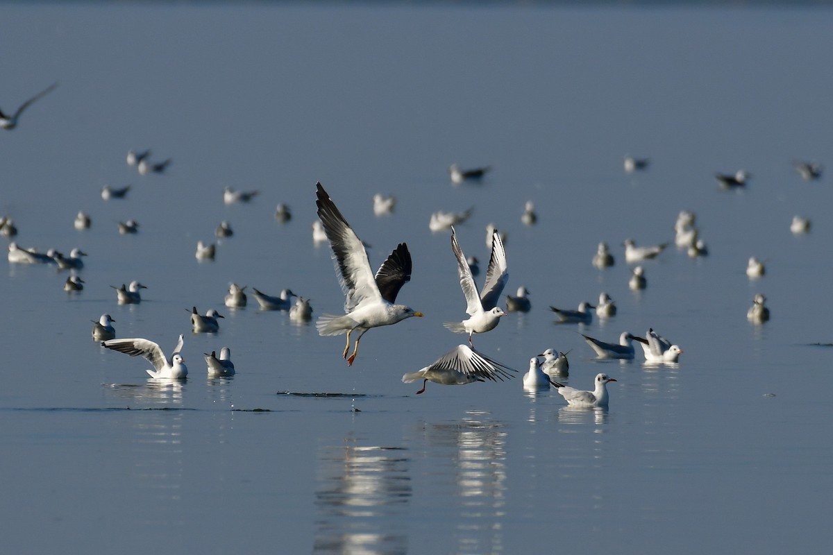 Kara Sırtlı Martı (fuscus) - ML644762301