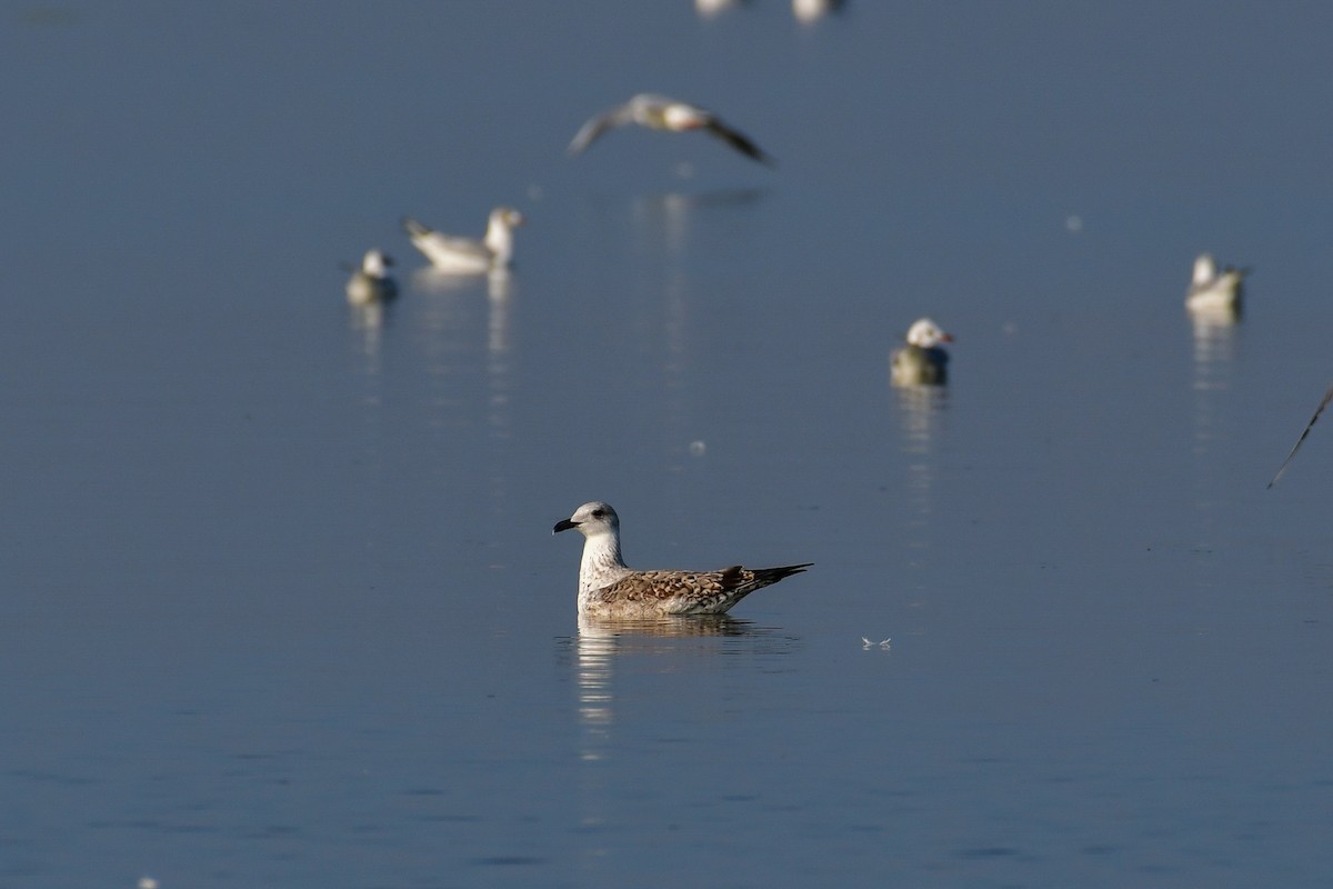 Kara Sırtlı Martı (fuscus) - ML644762302