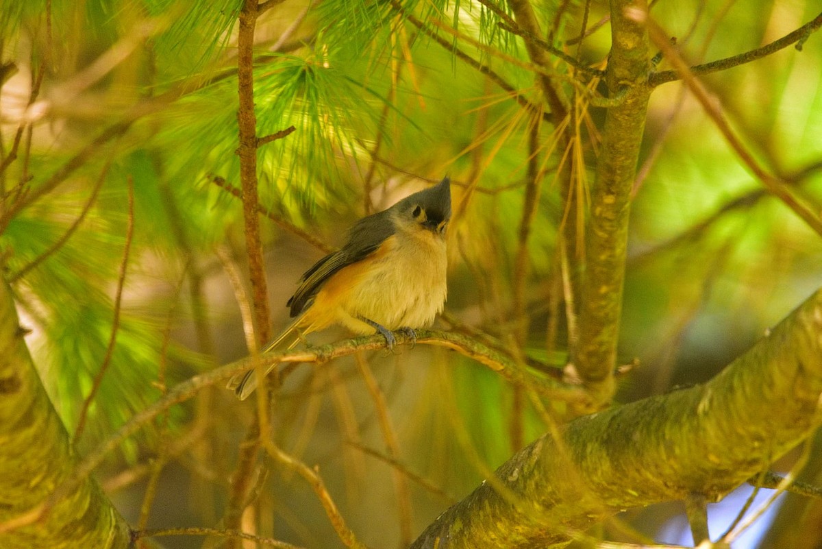 sýkora rezavoboká - ML644762330