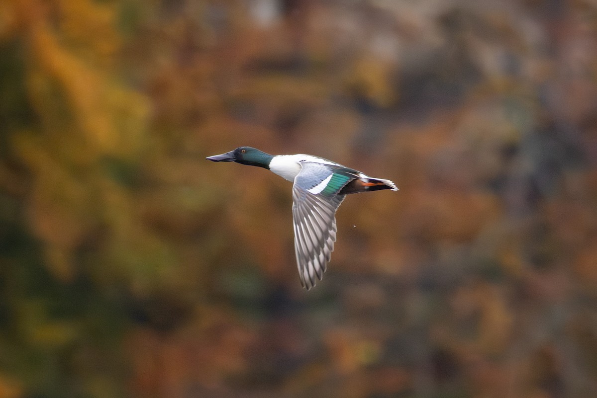 Canard souchet - ML644762336