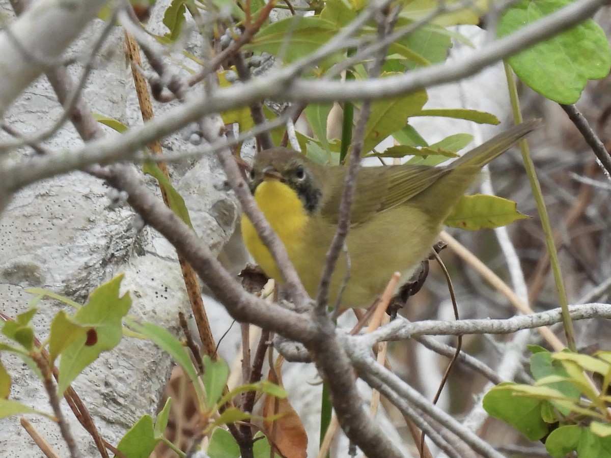 Common Yellowthroat - ML644762350