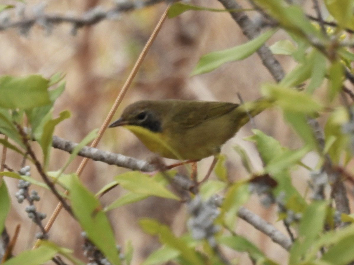 Common Yellowthroat - ML644762351