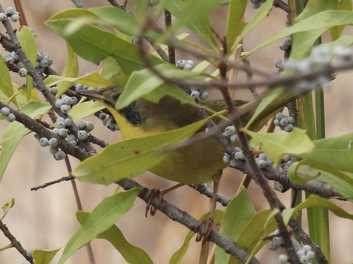 Common Yellowthroat - ML644762352