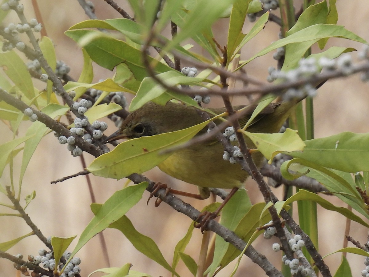 Common Yellowthroat - ML644762353