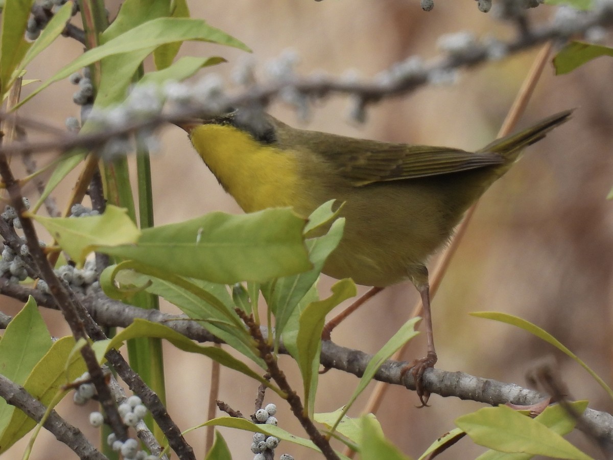 Common Yellowthroat - ML644762354