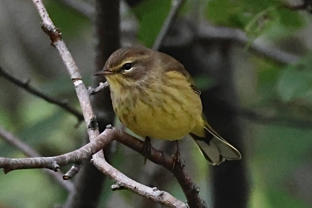 Palm Warbler - ML644762359