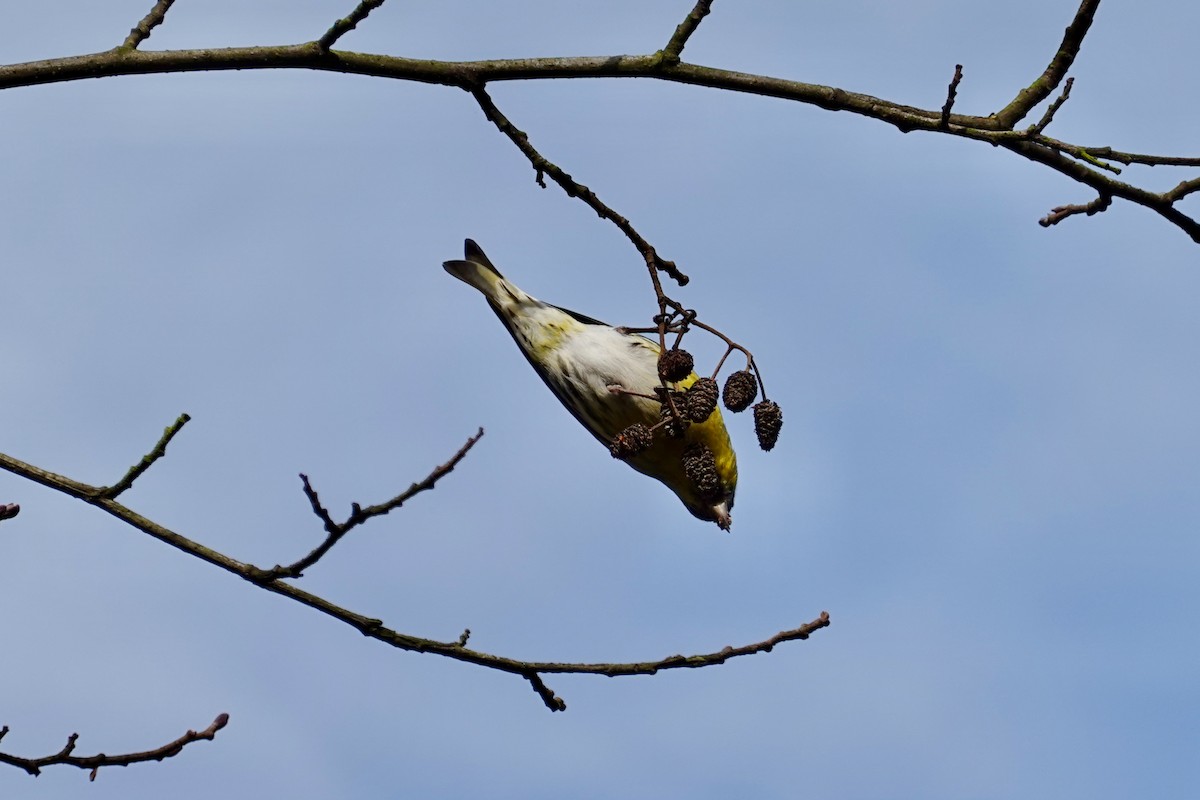 Eurasian Siskin - ML644762368