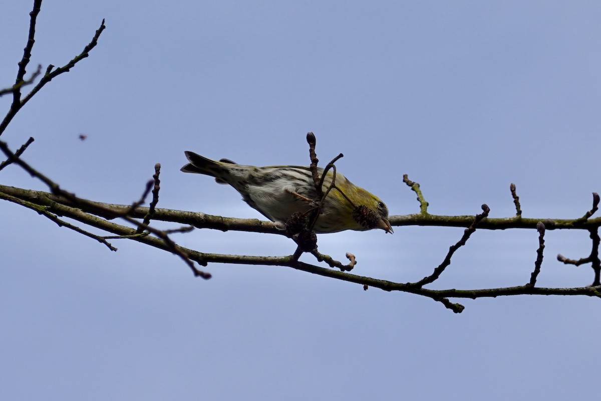 Eurasian Siskin - ML644762369