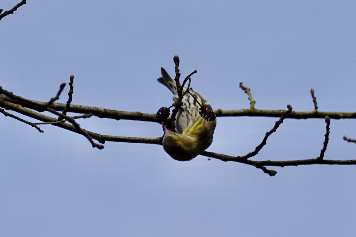 Eurasian Siskin - ML644762370