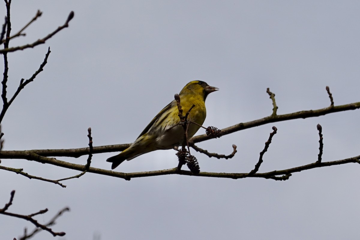 Eurasian Siskin - ML644762372